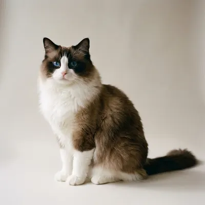 Ragdoll