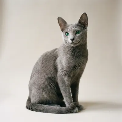 Russian Blue